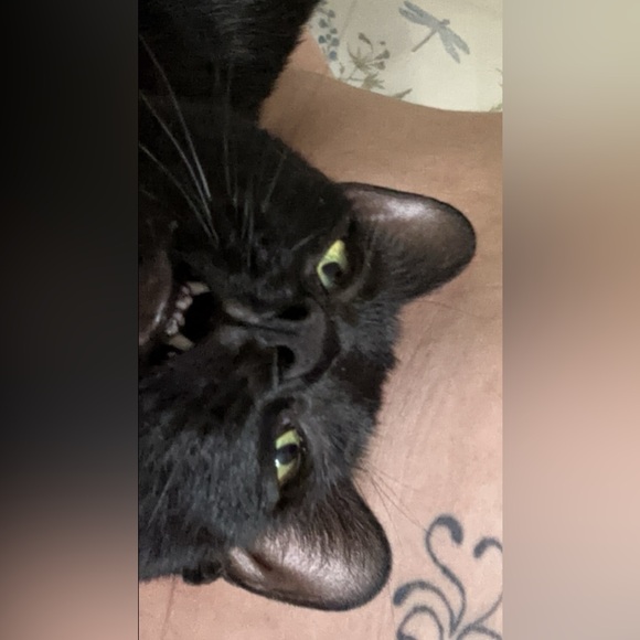 Meet your Posher, Stephanie - Picture 2 of 7